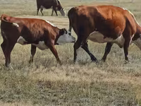 Rinder (Partie, Geschlecht nicht angegeben), Simmental cattle — Foto 1