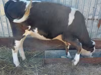Kuh, Simmental cattle — Foto 6