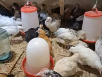 Chickens — الصورة 3
