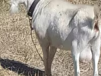 Ziegenbock, Saanen goat — Foto 1