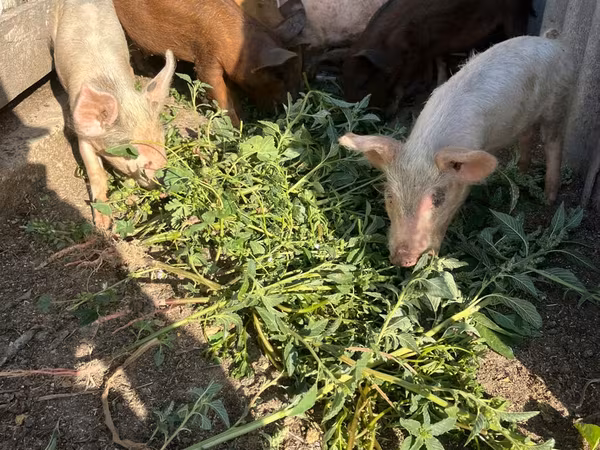 Sow, Pigs