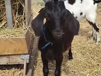 Ziegenbock, Saanen goat — Foto 2
