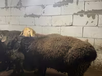 मेढ़ा, Arashan sheep — फ़ोटो 6