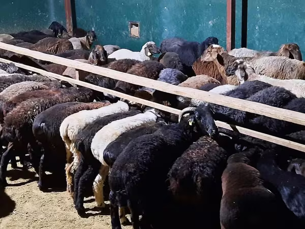 كبش, الأغنام