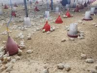 Chickens — Foto 1