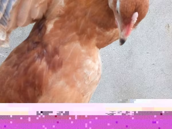 Chickens