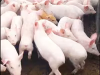 Қабан, Шошқалар — 8-сурет