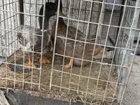 Ducks — Foto 1