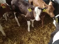 Rinder (Partie, Geschlecht nicht angegeben), Simmental cattle — Foto 4
