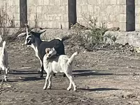 Goat, Goats — photo 6