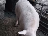 Eber, Schweine — Foto 1