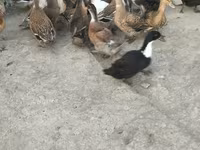 Ducks — photo 1