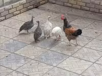 Chickens — Foto 4