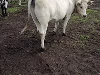 Kuh, Charolais cattle — Foto 6