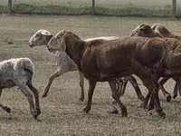 Ram, Hissar sheep — photo 5
