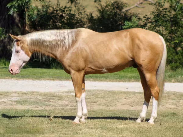 At, Palomino