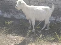 Cabra, Cabras — foto 2