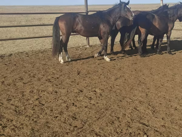 Caballo, New Altai Horse