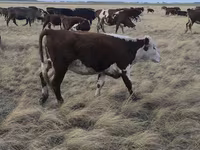 Vaca, Simmental cattle — foto 5