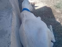 Cabro, Saanen goat — foto 3