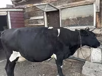 Sigir, Russian Black pied cattle — 1-rasm