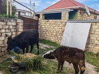 Сиыр, Simmental cattle — 6-сурет