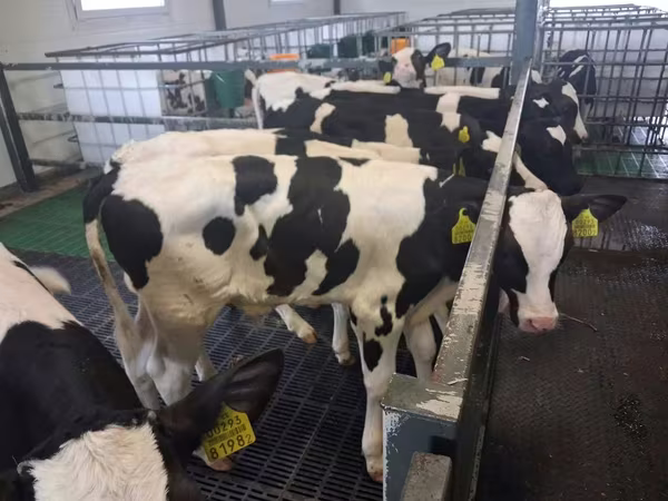 Bulle, Russian Black pied cattle