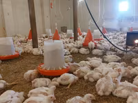 Chickens — foto 7