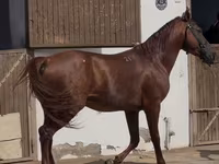 حصان, Karabakh horse — الصورة 2