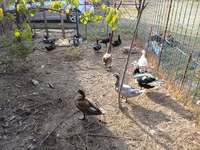 Ducks — फ़ोटो 8