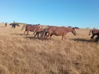 Yegua, Horse breed — foto 2