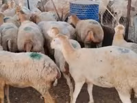 भेड़ें (लॉट, लिंग निर्दिष्ट नहीं), भेड़ — फ़ोटो 2
