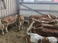 أبقار (دفعة، الجنس غير محدد), Simmental cattle — الصورة 2