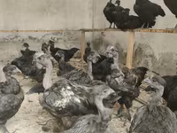 Chickens — Foto 1