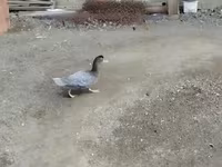 Ducks — Foto 1