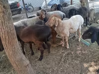 Widder, Arashan sheep — Foto 2