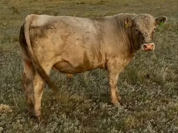 Bulle, Auliekol-Rasse