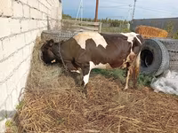 Kuh, Simmental cattle — Foto 2