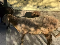 Қой, Arashan sheep — 2-сурет