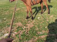 Madyan, Atlar — foto 1