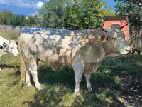 بقرة, Charolais cattle — الصورة 3