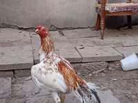 Chickens — Foto 1