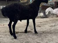 Widder, Hissar sheep — Foto 2