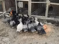 Hausente — Foto 3