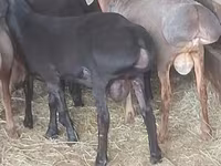 Widder, Hissar sheep — Foto 1
