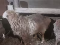 Widder, Hissar sheep — Foto 3