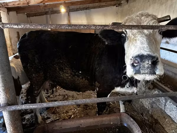 Vaca, Simmental cattle