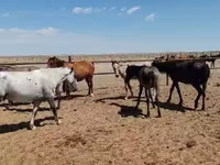 घोड़ी, घोड़े — फ़ोटो 4