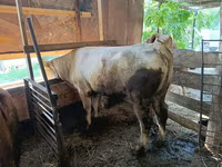 मवेशी (लॉट, लिंग निर्दिष्ट नहीं), मवेशी — फ़ोटो 6