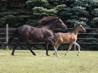 At, Rocky Mountain Horse — foto 2